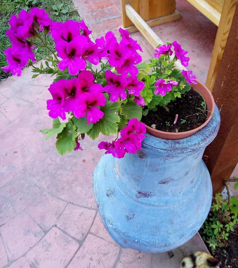 **  Alba Family Club Hotel Primorsko Bulgarien